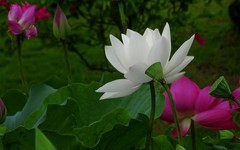 [26249] 江北绿地的白荷（6）