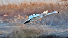 【视觉光影】荣 成 大 天 鹅 （17）