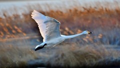 【视觉光影】荣 成 大 天 鹅 （17）