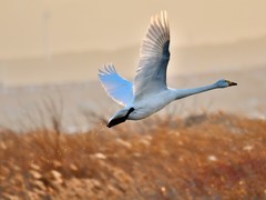 【视觉光影】荣 成 大 天 鹅 （17）