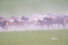 骏马驰骋（38）