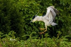 夜鹭与池鹭（49）