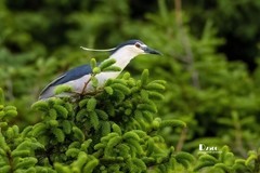 夜鹭与池鹭（49）