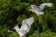 夜鹭与池鹭（49）