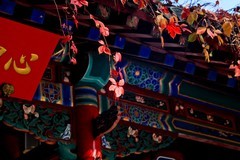 初冬——趵突泉公园●醉人的色彩 （二）