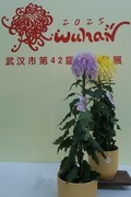 沙湖公园菊花展一