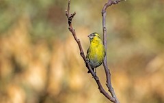 小黄雀（八十一）