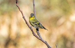 小黄雀（八十一）