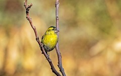 小黄雀（八十一）