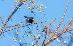 灰椋鸟（二十二）