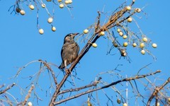 灰椋鸟（二十二）