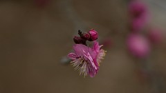 梅花报春    祝福各位老师2026  春节快乐