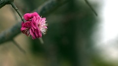 梅花报春    祝福各位老师2026  春节快乐