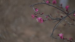 梅花报春    祝福各位老师2026  春节快乐