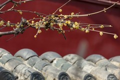 初春-趵突泉（4）