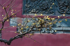 初春-趵突泉（4）