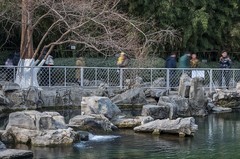 初春-趵突泉（4）