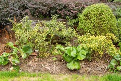 庐州印象（579）瑞雪丰年