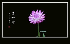 粉嫩漂亮的麦秆菊