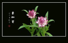 粉嫩漂亮的麦秆菊
