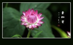 粉嫩漂亮的麦秆菊