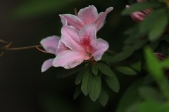 粉杜鹃