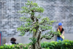 135还是适合拍MM下雨了都淋回家了