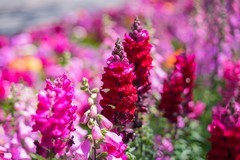 道 边 的 花 ------ 金 鱼 草 、毛 地 黄