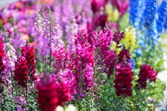 道 边 的 花 ------ 金 鱼 草 、毛 地 黄