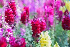 道 边 的 花 ------ 金 鱼 草 、毛 地 黄