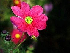 1913《不老松：纪实摄影》波斯菊！