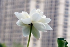 荷 （6）