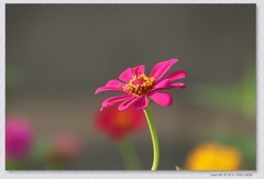 百日菊【丙午年-307】