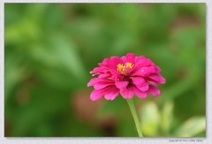 百日菊【丙午年-307】