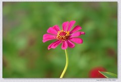 百日菊【丙午年-307】