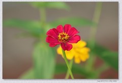 百日菊【丙午年-308】