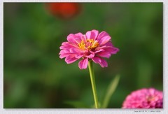 百日菊【丙午年-308】