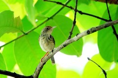 树上的鹪莺（六）