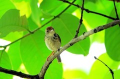 树上的鹪莺（六）