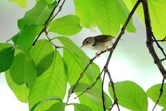 树上的鹪莺（六）