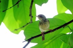 树上的鹪莺（七）