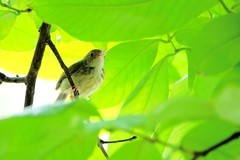 树上的鹪莺（七）