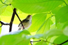 树上的鹪莺（七）