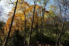 秦岭秋色【19】