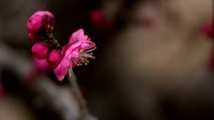 梅花绽放报春来    祝福大家2026春节快乐