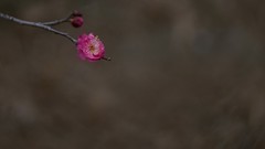 梅花绽放报春来    祝福大家2026春节快乐