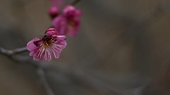 梅花绽放报春来    祝福大家2026春节快乐