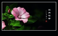 三月花葵俏艳色，一阵清风舞娇花