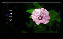三月花葵俏艳色，一阵清风舞娇花