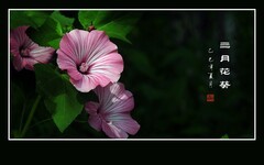 三月花葵俏艳色，一阵清风舞娇花